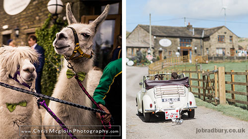 Wellbeing Farm - llamas and car