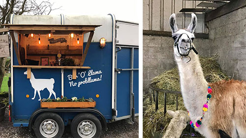Wellbeing Farm llamas