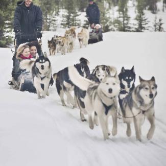 Footprints and Dreams Husky experience